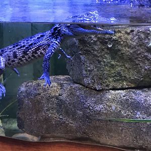 West African crocodile