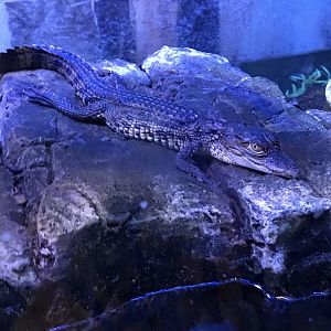 West African crocodile