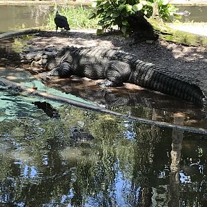 American alligator