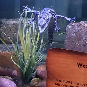 West African crocodile