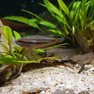 Pseudosphromenus dayi