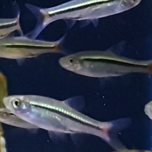 Rasbora borapetensis