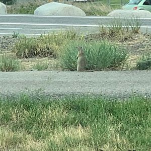 Wyoming Ground Squirrel