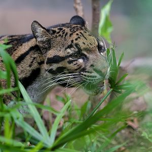 Clouded leopard