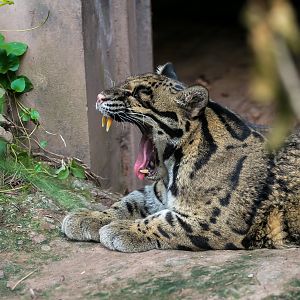 Clouded leopard