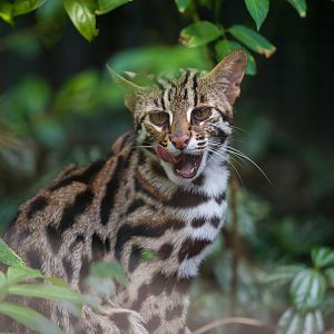 Leopard cat