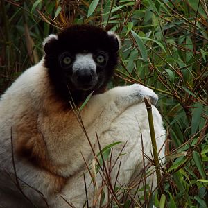 Crowned Sifaka, CWP