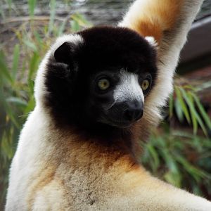 Crowned Sifaka, CWP