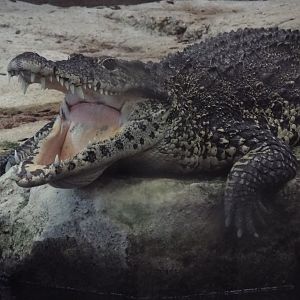 Cuban crocodile, COTW