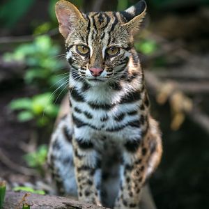 Leopard cat