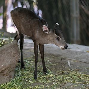 Tufted deer