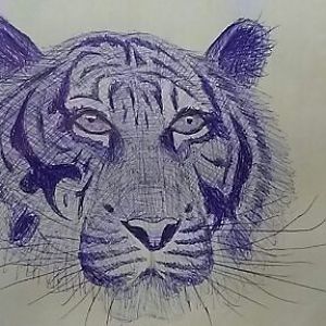 Malayan tiger portrait