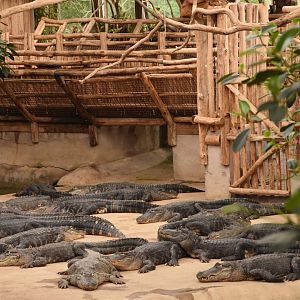 Mississippi Alligator group