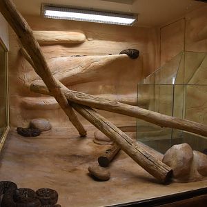 Jamaican Boa terrarium