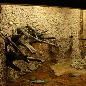 Monitor Lizard terrarium