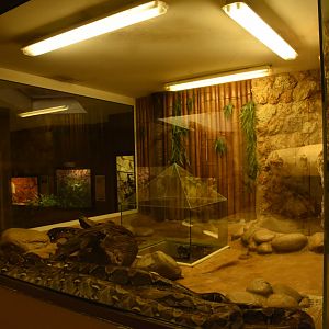 Reticulated Python terrarium