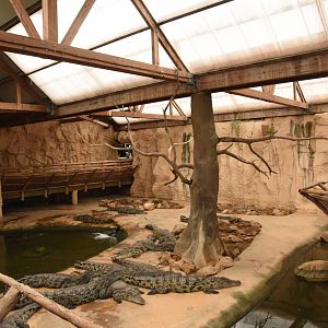 Nile Crocodile enclosure