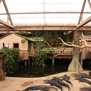 Mississippi Alligator enclosure