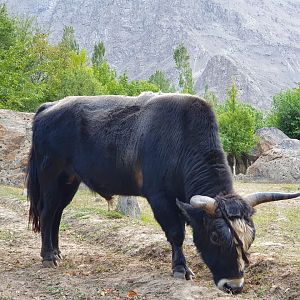 Domestic bull - Skardu 11/9/2020