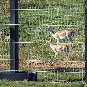 Blackbuck and Tajik Markhor seen from a distance, 2020-09-02