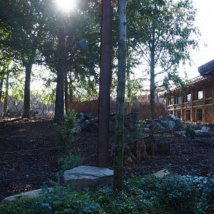 Amur tiger exhibit, 2020-09-02