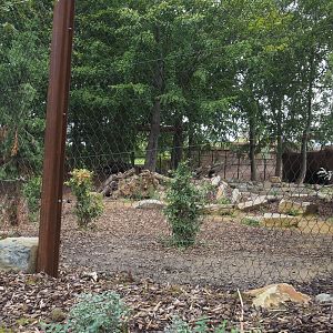 Amur tiger exhibit, 2020-09-03