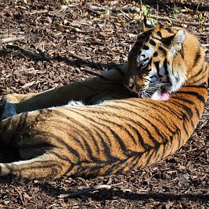Amur tiger (Panthera tigris altaica), 2020-09-02
