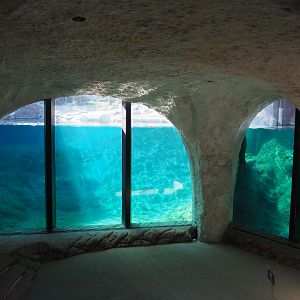 Polar bear and Pacific walrus underwater viewing area, 2020-09-02