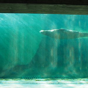 Second Pacific walrus underwater viewing area, 2020-09-02