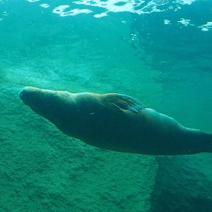 Pacific walrus (Odobenus rosmarus divergens), 2020-09-03