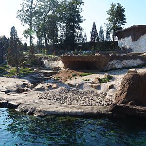 Female Polar bear exhibit, 2020-09-02