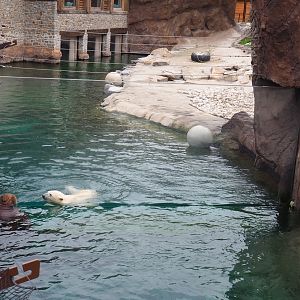 Window between the Pacific walrus and Polar bear exhibits, 2020-09-03