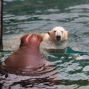 Pacific walrus  (Odobenus rosmarus divergens) and Polar bear (Ursus maritimus), 2020-09-03