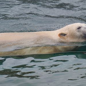 Swimming polar bear (Ursus maritimus), 2020-09-02