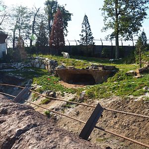 Male Polar bear exhibit, 2020-09-02