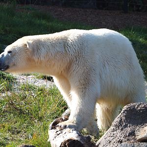 Polar bear (Ursus maritimus), 2020-09-02