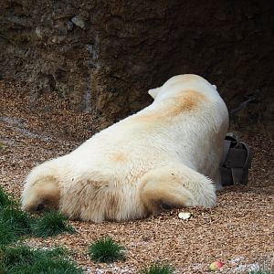 Polar bear (Ursus maritimus) with enrichment, 2020-09-03