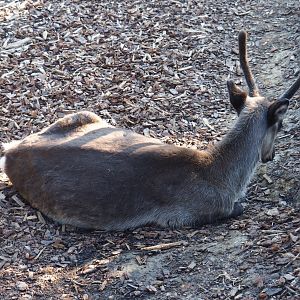 Female Domestic reindeer (Rangifer tarandus), 2020-09-02