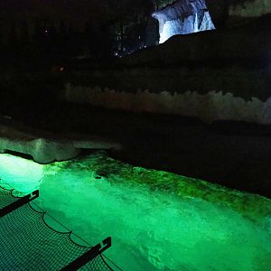 Pacific walrus exhibit in the evening, 2020-09-02
