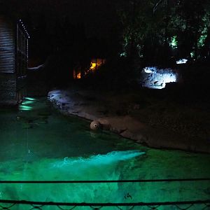 Female Polar bear exhibit in the evening, 2020-09-02
