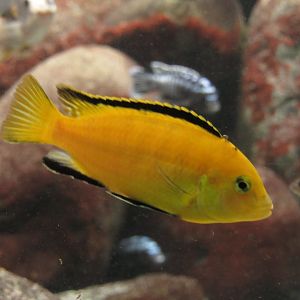 Electric Yellow Cichlid at Shedd Aquarium