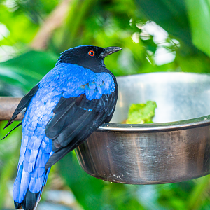 Ira the Fairy-bluebird