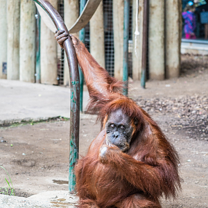 Puppe the female Sumatran Orangutan