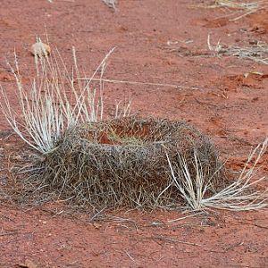 Ant nest in desert.