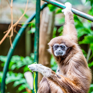 Holly the female Lar Gibbon