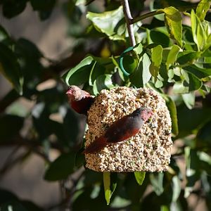 Crimson finches on seed ball.
