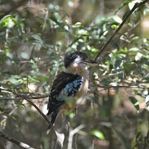 Blue-winged kookaburra.