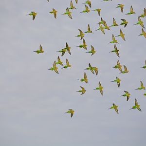 Budgerigars.