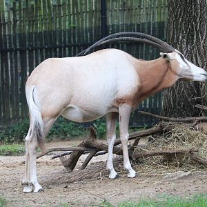 Cheetah Conservation Station - Scimitar-Horned Oryx
