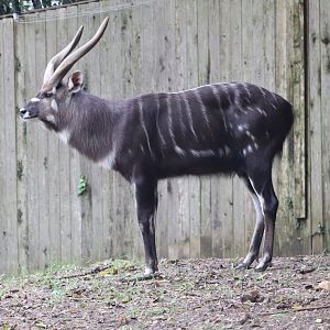 Cheetah Conservation Station - Sitatunga - Waylon